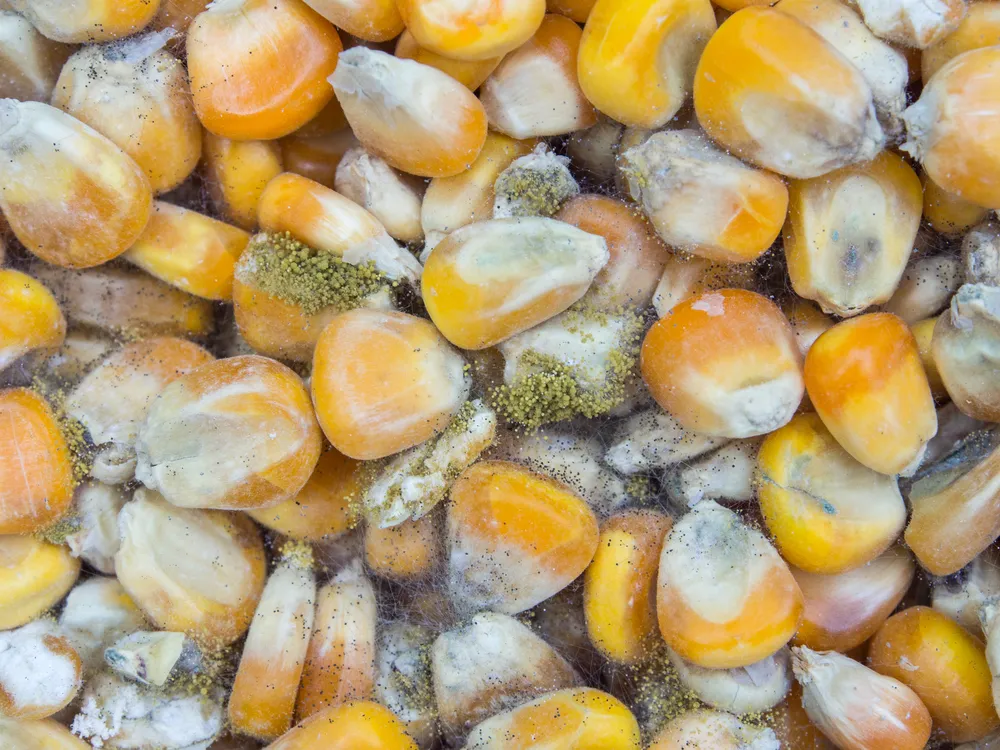 玉米發霉產生的黃麴毒素示意圖